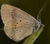 Phengaris teleius
